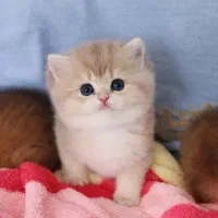 دنیای گربه های اشرافی ( بریتیش اسکاتیش پرشین)