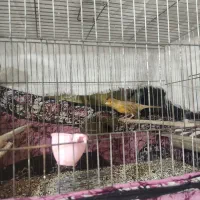 یه عدد نر دارچین سرخ