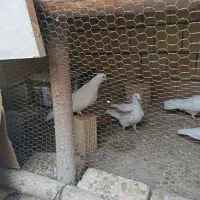 سفید تهرونی|پرنده|لنجان, |دیوار