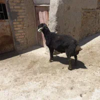 برقوچ قرچال