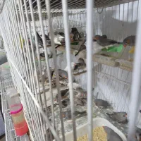 دنیای حیوانات