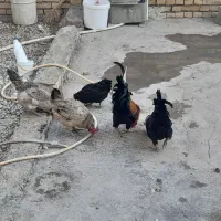 مرغ و خروس سرحال