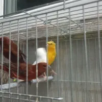 قناری سوخته،قناری پرتقالی،قناری طوسی، مزاییکی