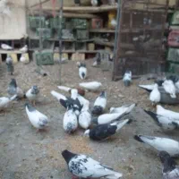 بوم کله دم سبز و شازده روزگاری