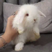 بچه خرگوش لوپ