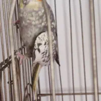 عروس هلندی جفت مولد|پرنده|خمین, |دیوار