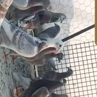 ۴۰ عدد پیازی غوره ای گوره ای خطی