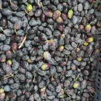 زیتون و روغن زیتون
