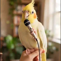 گمشده مشده یک جوجه عروس هلندی دوکت