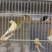 جوجه  قناری