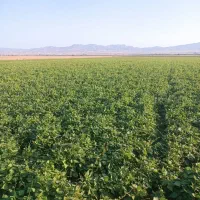 اجاره زمین کشاورزی