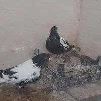 جوجه شامی پاکستانی دم سفید