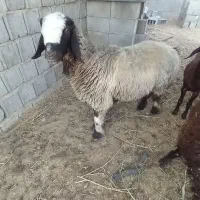 شیشک ماده ترکی