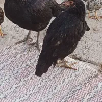 مرغ و خروس (جوجه ۵ ماهه)|حیوانات مزرعه|اردبیل, |دیوار