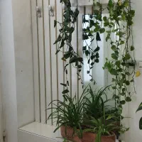 گل گلدان|گل و گیاه طبیعی|تربتحیدریه, رضاشهر|دیوار