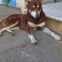 سگ هاسکی نر|سگ|رشت, خرسندی|دیوار