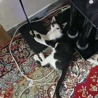 گمشده|گربه|قم, سالاریه|دیوار