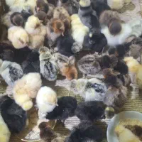 جوجه یکروزه بدون واسطه.لهستانی برهماسلطان کوشین