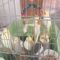 عروس هلندی جفت دارم با جوجه