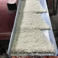 برنج دم سیاه درجه یک|خوردنی و آشامیدنی|رشت, استادسرا|دیوار