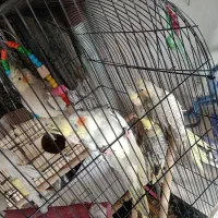 تعدادی عروس هلندی|پرنده|فردیس, شهرک ۱۱۰|دیوار