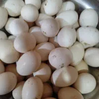 شیره خرما و تخم مرغ محلی|خوردنی و آشامیدنی|اهواز, کوی فرهنگیان ۱|دیوار
