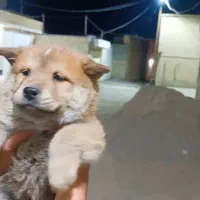 سگ چاو چاو|سگ|گراش, |دیوار