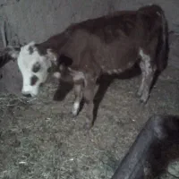 گاو فروشی یا معاوضه راور|حیوانات مزرعه|راور, |دیوار