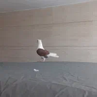 کبوتر زینتی|پرنده|شوش, |دیوار