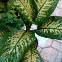 فروش دیفن باخیا