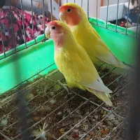 طوطی کوتوله برزیلی