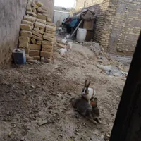 خرگوش نروماده|موش و خرگوش|کرخه, |دیوار