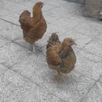 ویاندوت بوف