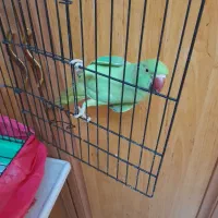 ملنگو جوان|پرنده|رشت, نیکمرام|دیوار