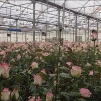 کارگر ماهر برای گلخانه گل رز