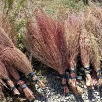 جارو|جاروبرقی، جارو شارژی، بخارشو|بیرانوند, |دیوار