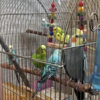 عروس هلندی و مرغ عشق