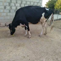 گاو هلشتاین اصل، رومشگان