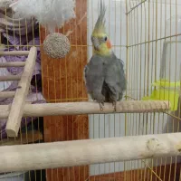 عروس هلندی|پرنده|علی‌آباد کتول, |دیوار