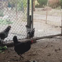 تخم مرغ وتخم غاز