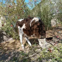 گوساله ماده سیمینتال|حیوانات مزرعه|ایوان, |دیوار