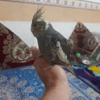 عروس هلندی فول دستی|پرنده|رامیان, |دیوار