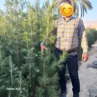 کاج تهران،مشهد توپی،کله قندی پاکتی ریشه پرس و نشاء|گل و گیاه طبیعی|شیراز, حومه شیراز|دیوار