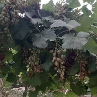 سرکه و ابغوره انگور قرمز خانگی|خوردنی و آشامیدنی|تهران, تختی|دیوار