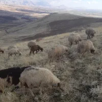 گوسفند . کاور . بره