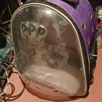 کوله حمل پرنده