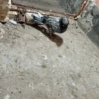 دوتا کفتر پرشی یه جوجه نر یه نر جوانه|پرنده|گرگان, |دیوار