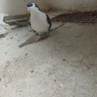 ساده نر پرشی|پرنده|بجنورد, |دیوار