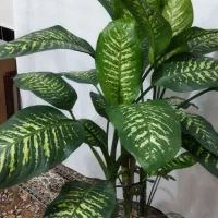 حراج گل دفین باغ|گل و گیاه طبیعی|ربط, |دیوار