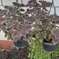 فروش گل حسن یوسف زیبا وخوشرنگ